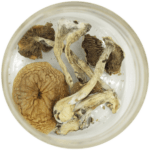 African Cubensis (Panaeolus africanus) | Strongest Magic Mushroom Strain Canada