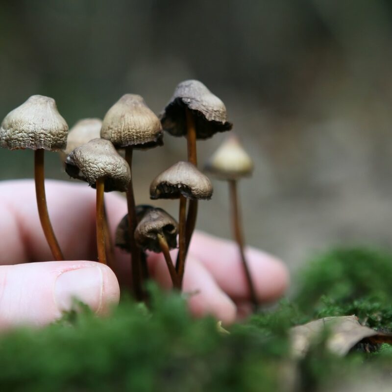 Guide to Magic Mushrooms | Strongest Magic Mushroom Strain Canada