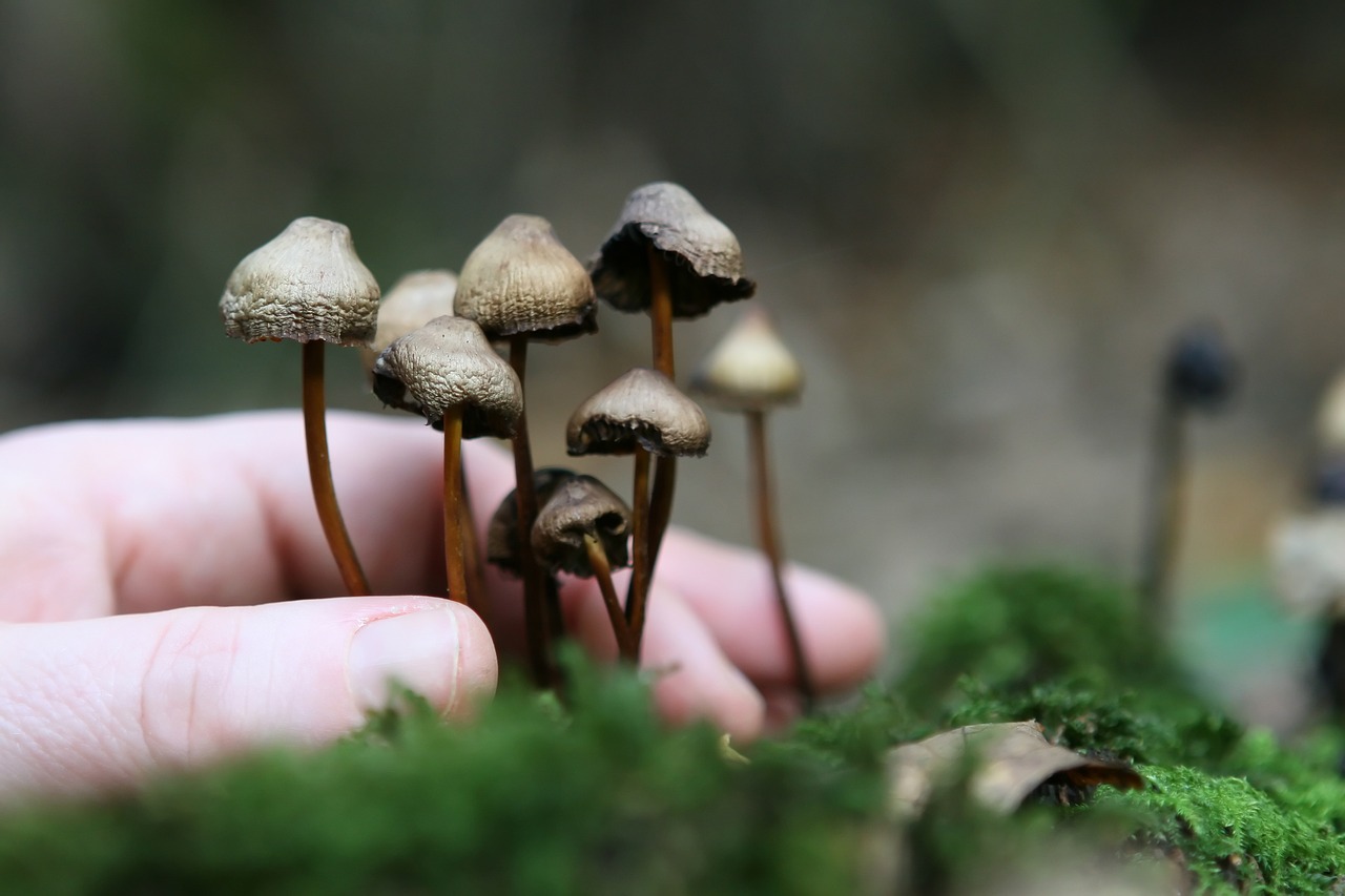 The Network of Magic Mushroom Growth