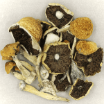 Penis Envy Cubensis | Strongest Magic Mushroom Strain Canada