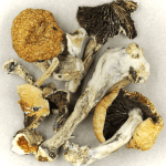 Thai Elephant | Strongest Magic Mushroom Strain Canada