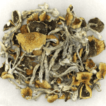 Daddy Long Legs | Strongest Magic Mushroom Strain Canada