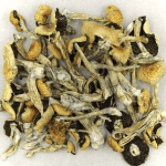 Puerto Rican | Strongest Magic Mushroom Strain Canada