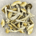Blue Magnolia Rust | Strongest Magic Mushroom Strain Canada