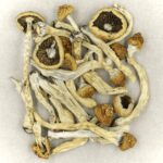 Texas Yellow Cap | Strongest Magic Mushroom Strain Canada