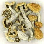 Vietnamese | Strongest Magic Mushroom Strain Canada