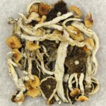 Cuban | Strongest Magic Mushroom Strain Canada