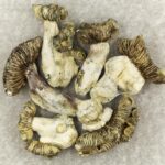 White Burma | Strongest Magic Mushroom Strain Canada