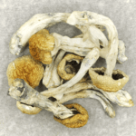 Chitwan Nepal | Strongest Magic Mushroom Strain Canada