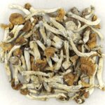Florida White | Strongest Magic Mushroom Strain Canada