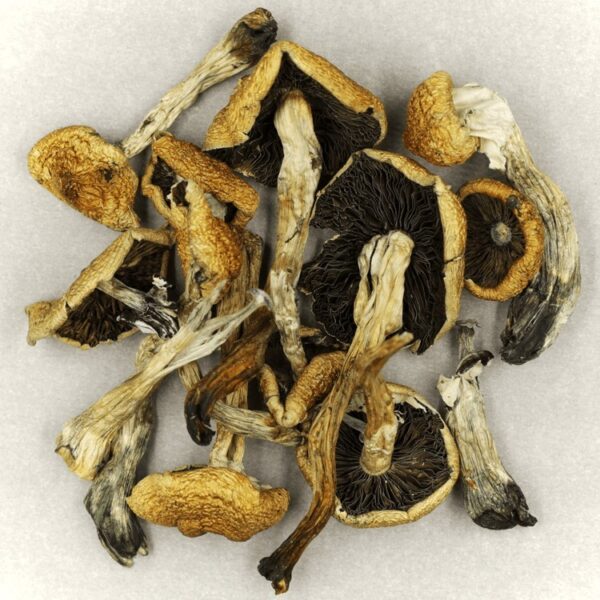 Malabar | Strongest Magic Mushroom Strain Canada