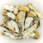 Melmac | Strongest Magic Mushroom Strain Canada