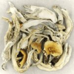 Treasure Coast | Strongest Magic Mushroom Strain Canada