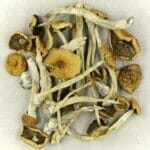 Mexicana | Strongest Magic Mushroom Strain Canada