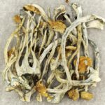 Amazonian Cubensis | Strongest Magic Mushroom Strain Canada