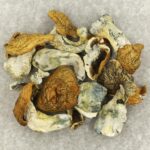 King Kong | Strongest Magic Mushroom Strain Canada