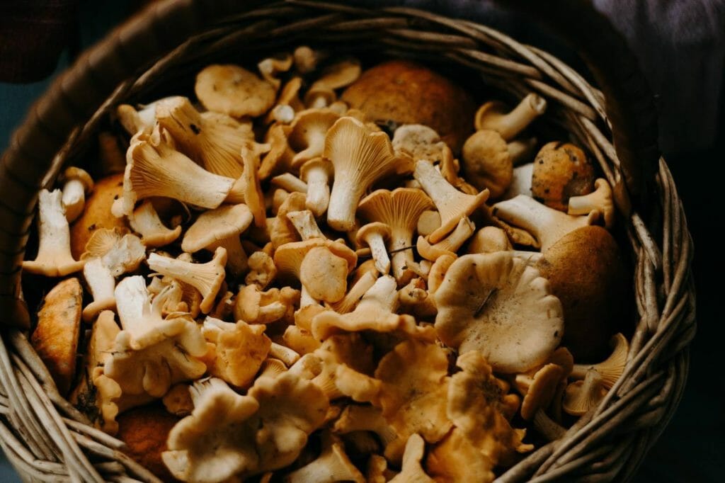 How to Store Shrooms Properly Buy shrooms online Strongest Magic Mushroom Strain Canada