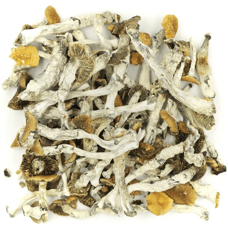 What are the Best Shrooms Online? Mush Golden Teacher at Strongest Magic Mushroom Strain Canada