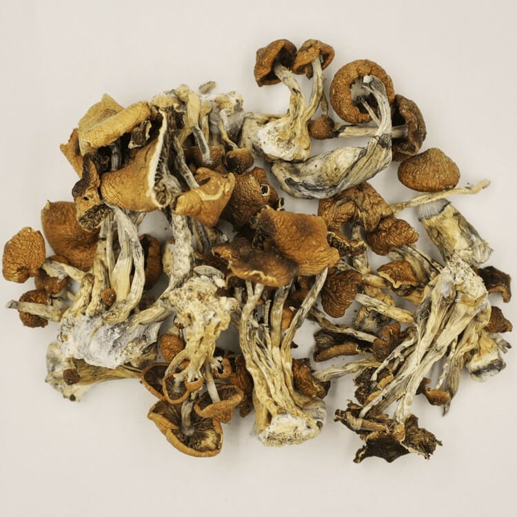 A New Trend In Wellness Is Psilocybe Cubensis And Microdosing Psilocybe Cubensis at Strongest Magic Mushroom Strain Canada