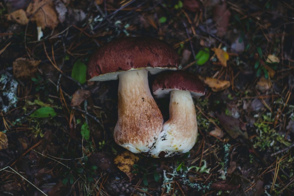 Looking for High-Quality Magic Mushrooms? Choose Strongest Magic Mushroom Strain Canada Amazonian Cubensis at Strongest Magic Mushroom Strain Canada
