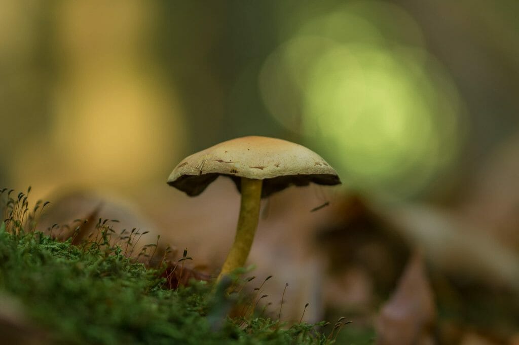 Sourcing High-Quality Magic Mushrooms psilocybe cubensis at Strongest Magic Mushroom Strain Canada