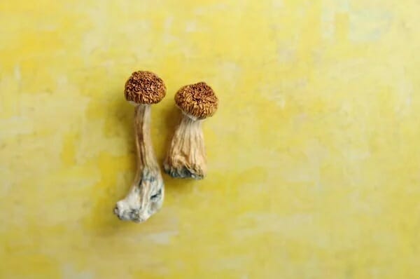 Lemon Tek at Zoomies Canada | Strongest Magic Mushroom Strain Canada