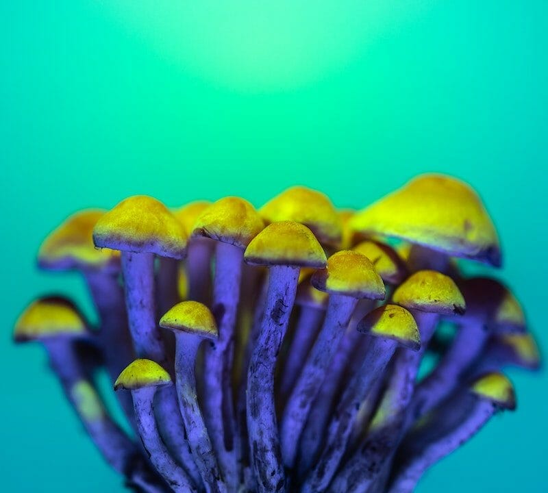 LSD Edibles | Strongest Magic Mushroom Strain Canada