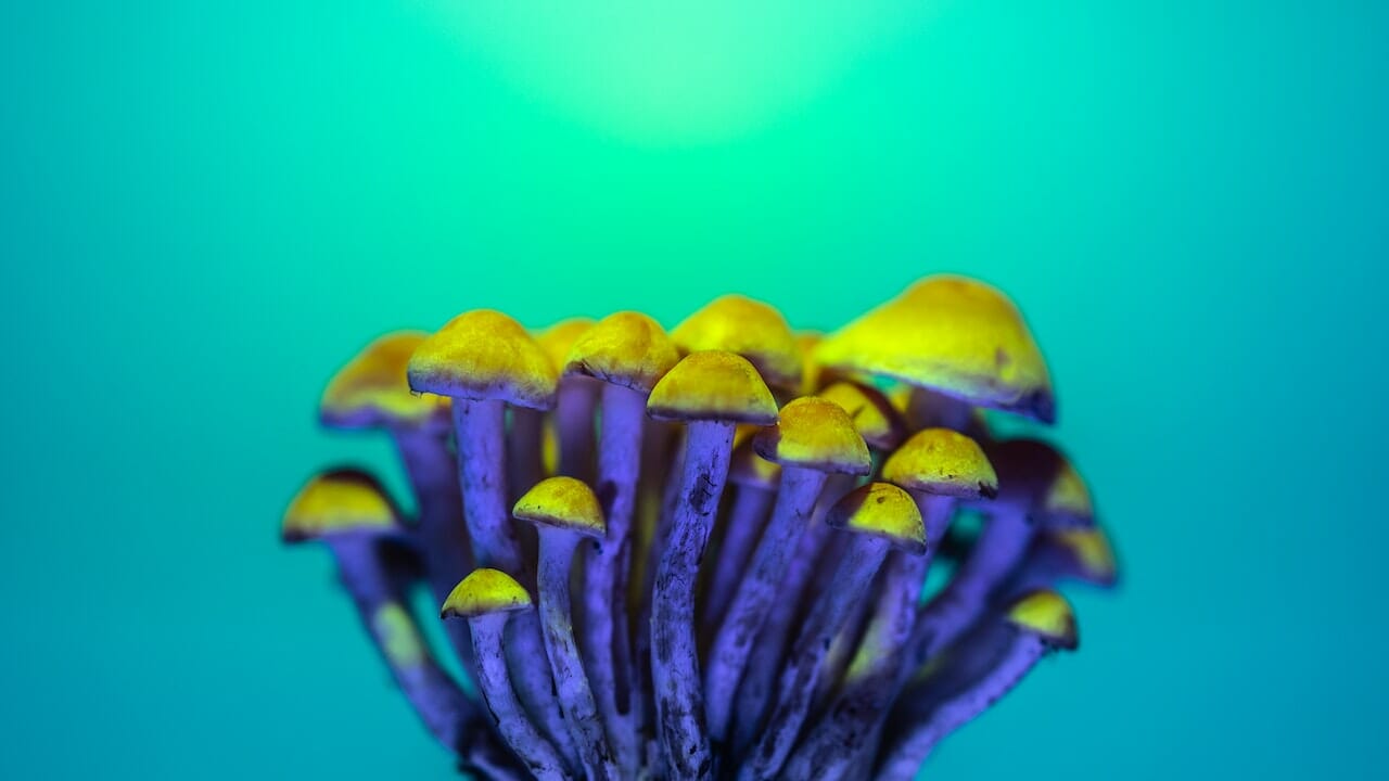 Exploring Psychedelic Chemistry: The Potency of LSD-Infused Edibles