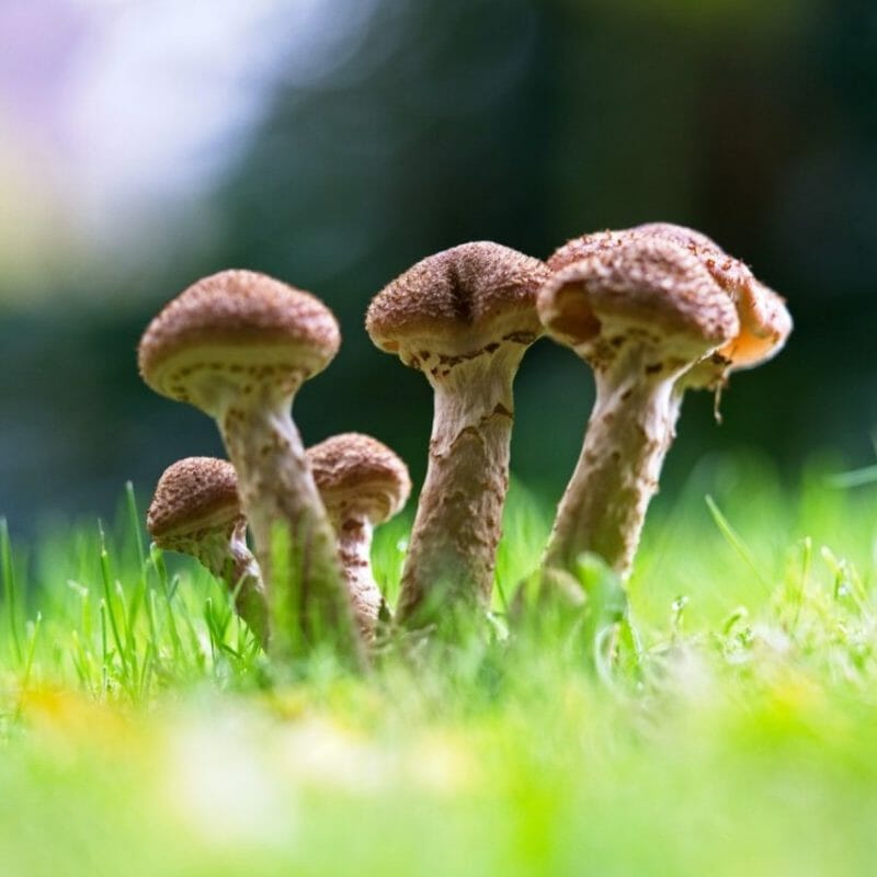 Mushroom Dispensary | Strongest Magic Mushroom Strain Canada