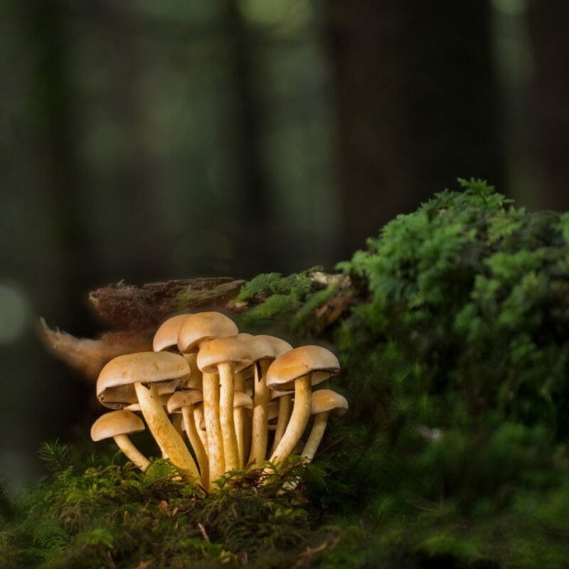 Strongest Mushroom Strains | Strongest Magic Mushroom Strain Canada
