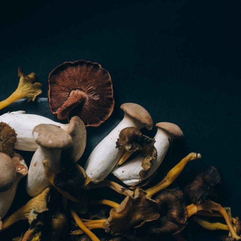 Dried Shrooms | Strongest Magic Mushroom Strain Canada