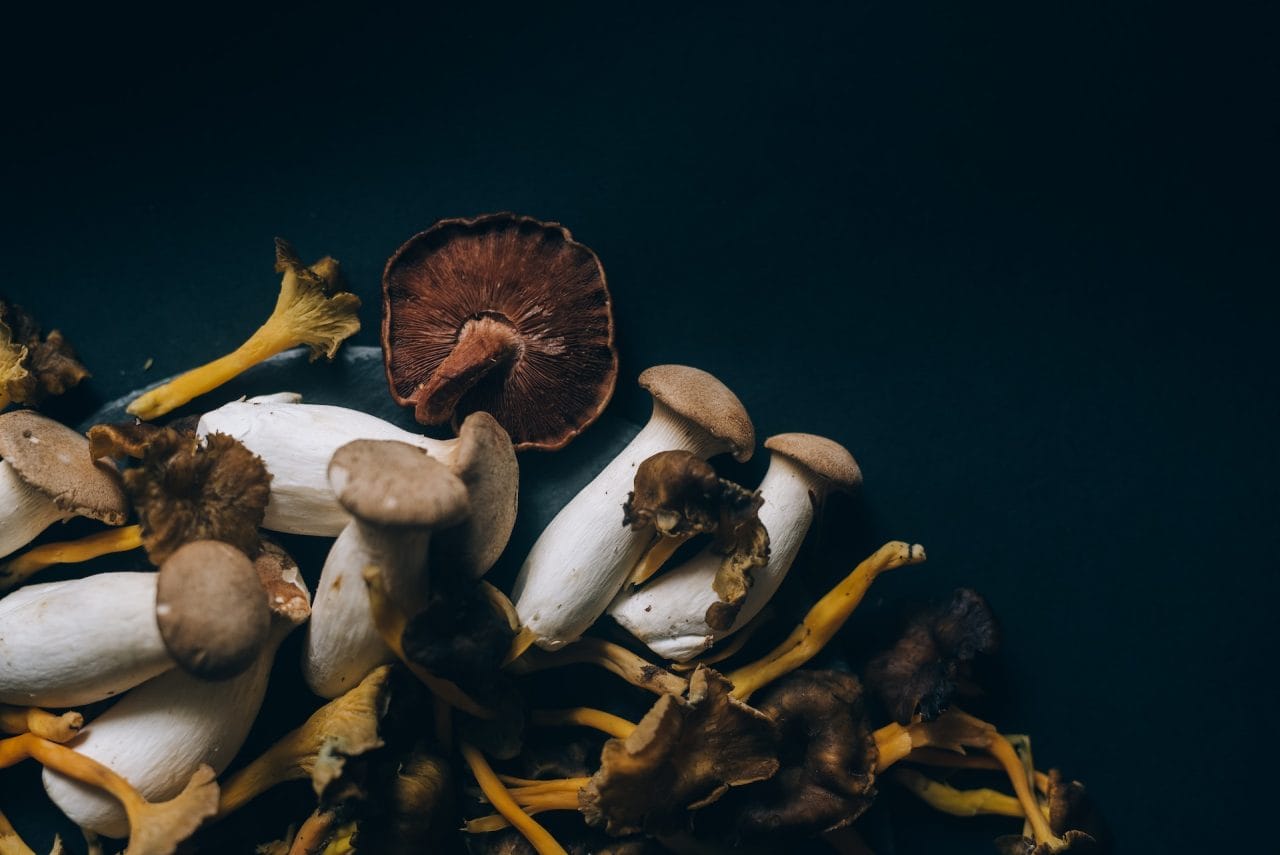 Studies Indicate that Dried Psychedelic Mushrooms Induce a Feeling Similar to ‘Lucid Dreaming’