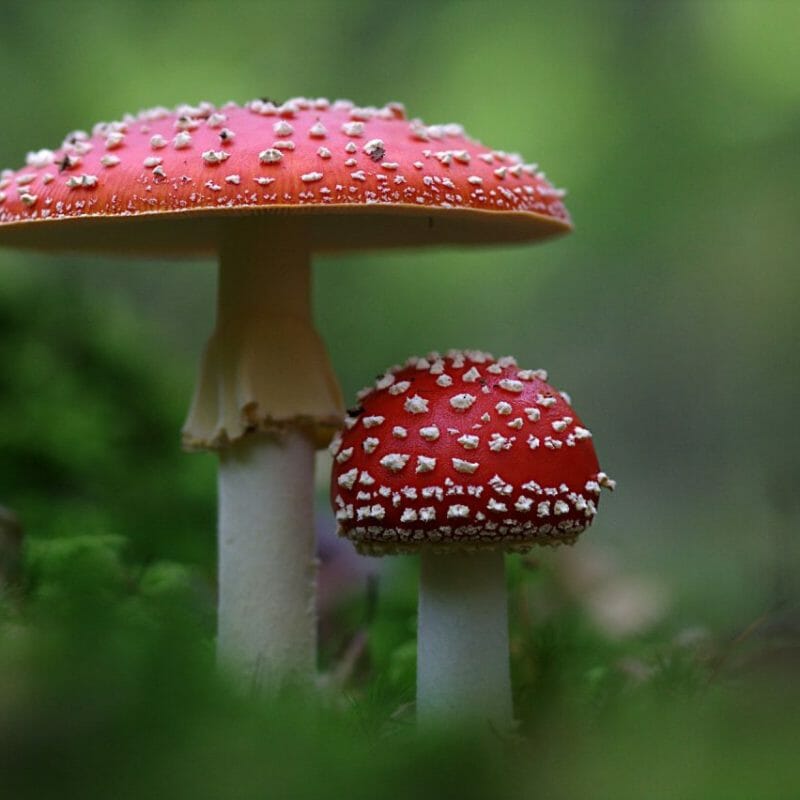 Magic Mushrooms Canada | Strongest Magic Mushroom Strain Canada