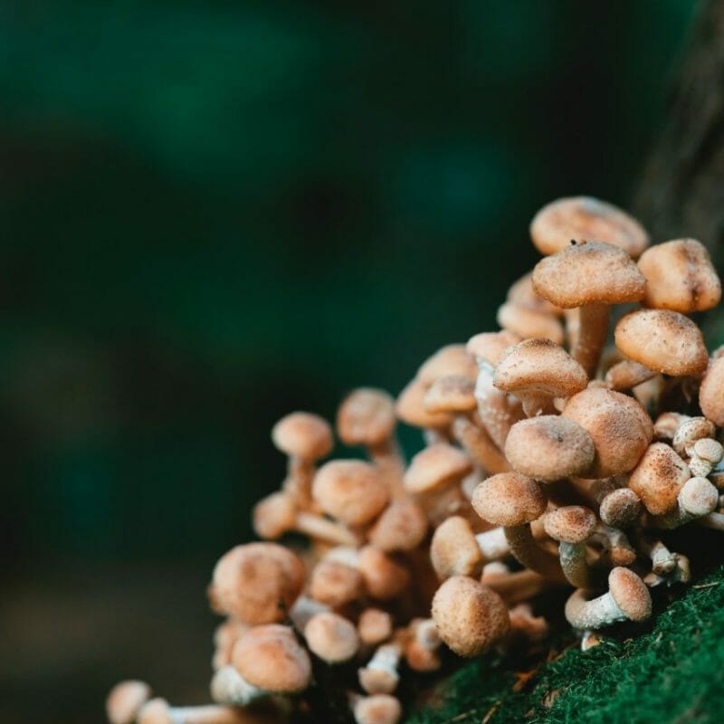 Mushroom Dispensary - Zoomies | Strongest Magic Mushroom Strain Canada