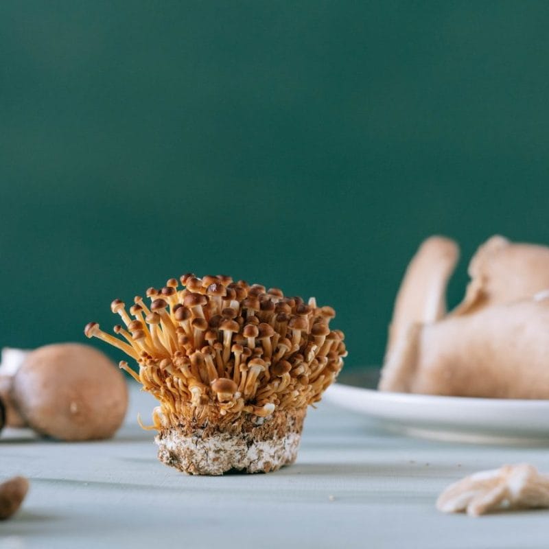 Buy Magic Mushroom | Strongest Magic Mushroom Strain Canada