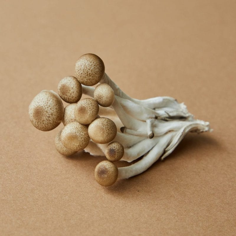 strongest mushroom strain | Strongest Magic Mushroom Strain Canada