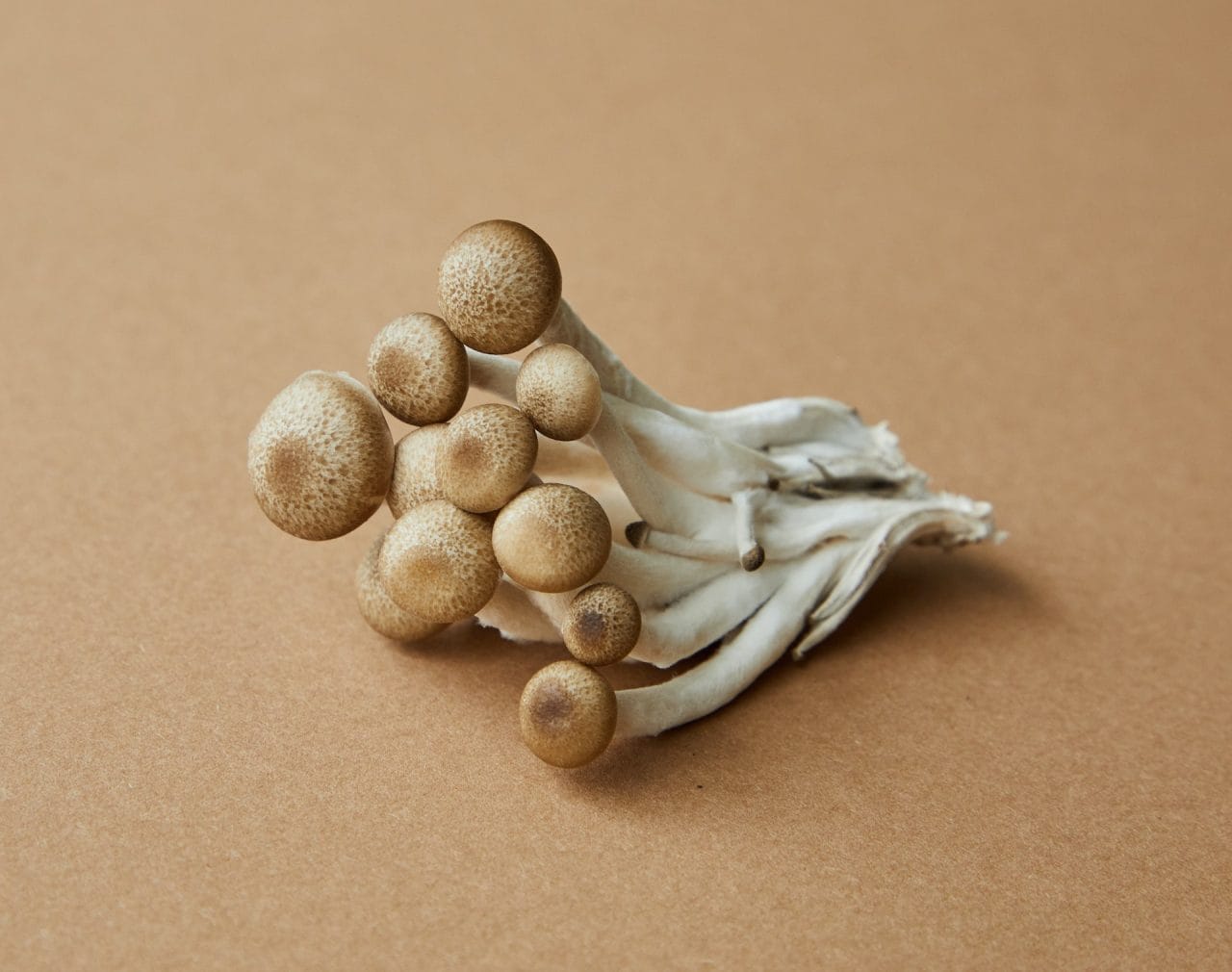A Detailed Examination of Penis Envy: The Most Potent Mushroom Strain