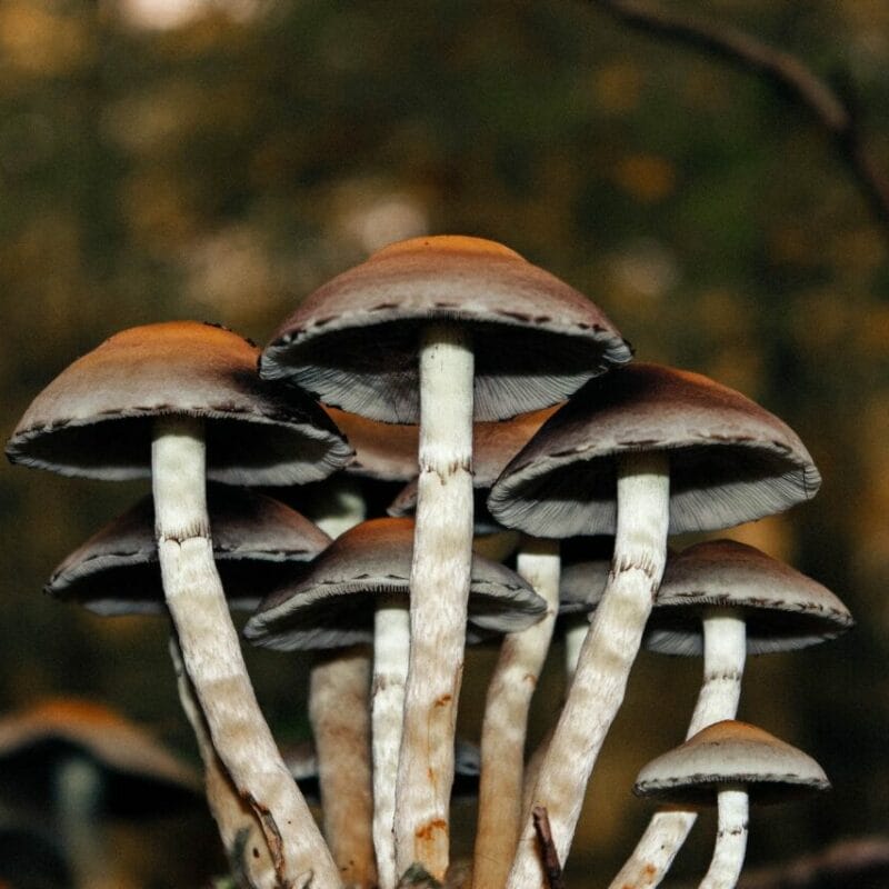 Microdose Mushrooms | Strongest Magic Mushroom Strain Canada