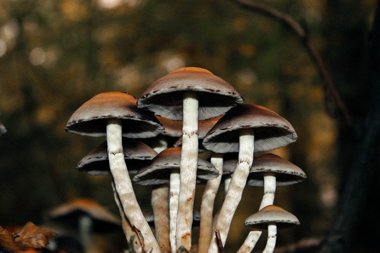 A Collection of Cases on the Use of Microdose Mushrooms for Long-Term Pain Management