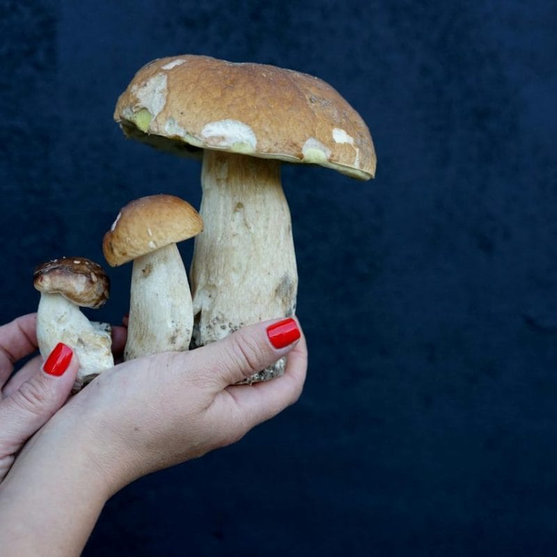 Shrooms Online | Strongest Magic Mushroom Strain Canada