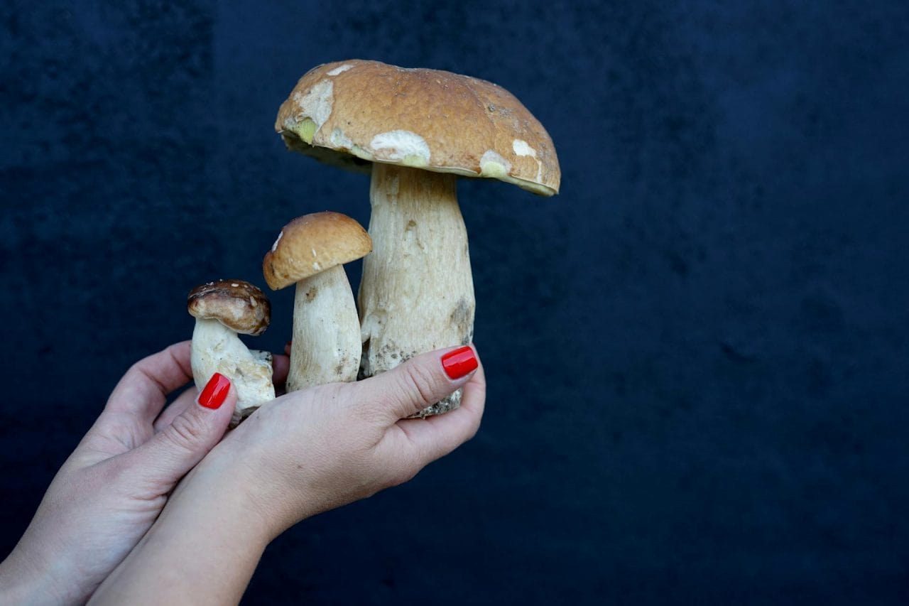 Five Exceptional Mushrooms to Try in Your Vicinity