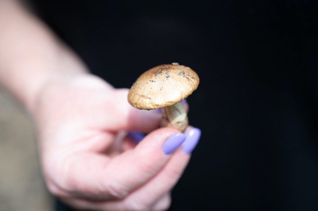 Top Five Shrooms to Try Near Me Shrooms near me
