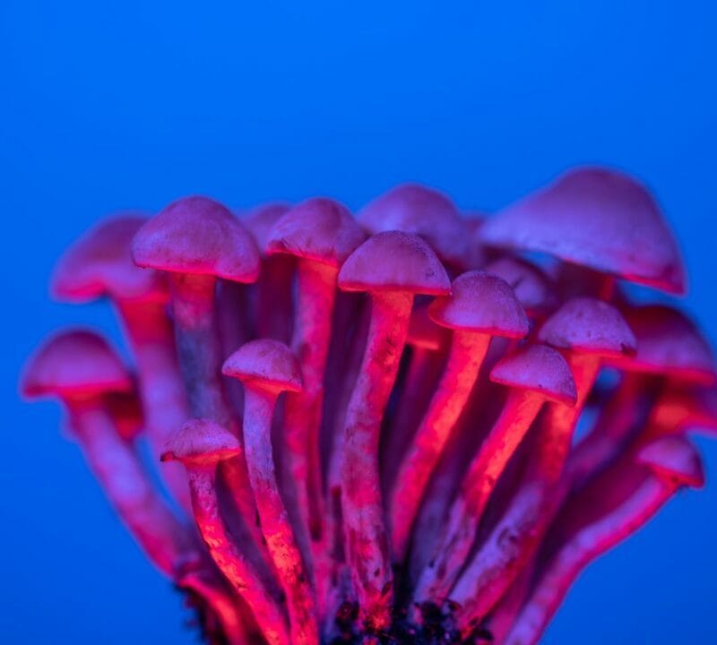 Shrooms Delivery in Canada | Strongest Magic Mushroom Strain Canada