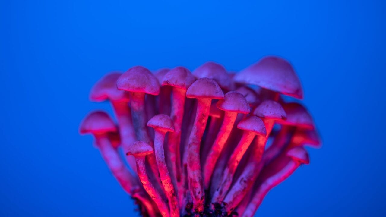 Delivery of Shrooms for Boosting Cognitive Abilities: A Deep Dive into the Advantages of Nootropics