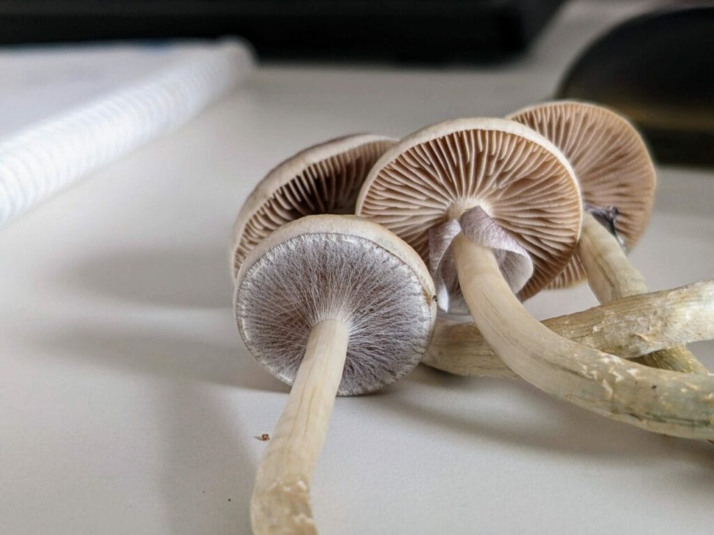 Magic Mushrooms at Strongest Magic Mushroom Strain Canada