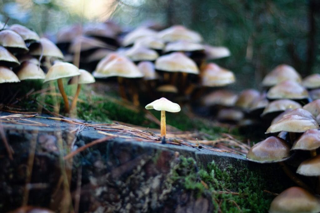 Shroom Delivery at Strongest Magic Mushroom Strain Canada