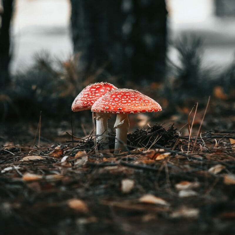 Shroom online delivery at Zoomies Canada | Strongest Magic Mushroom Strain Canada
