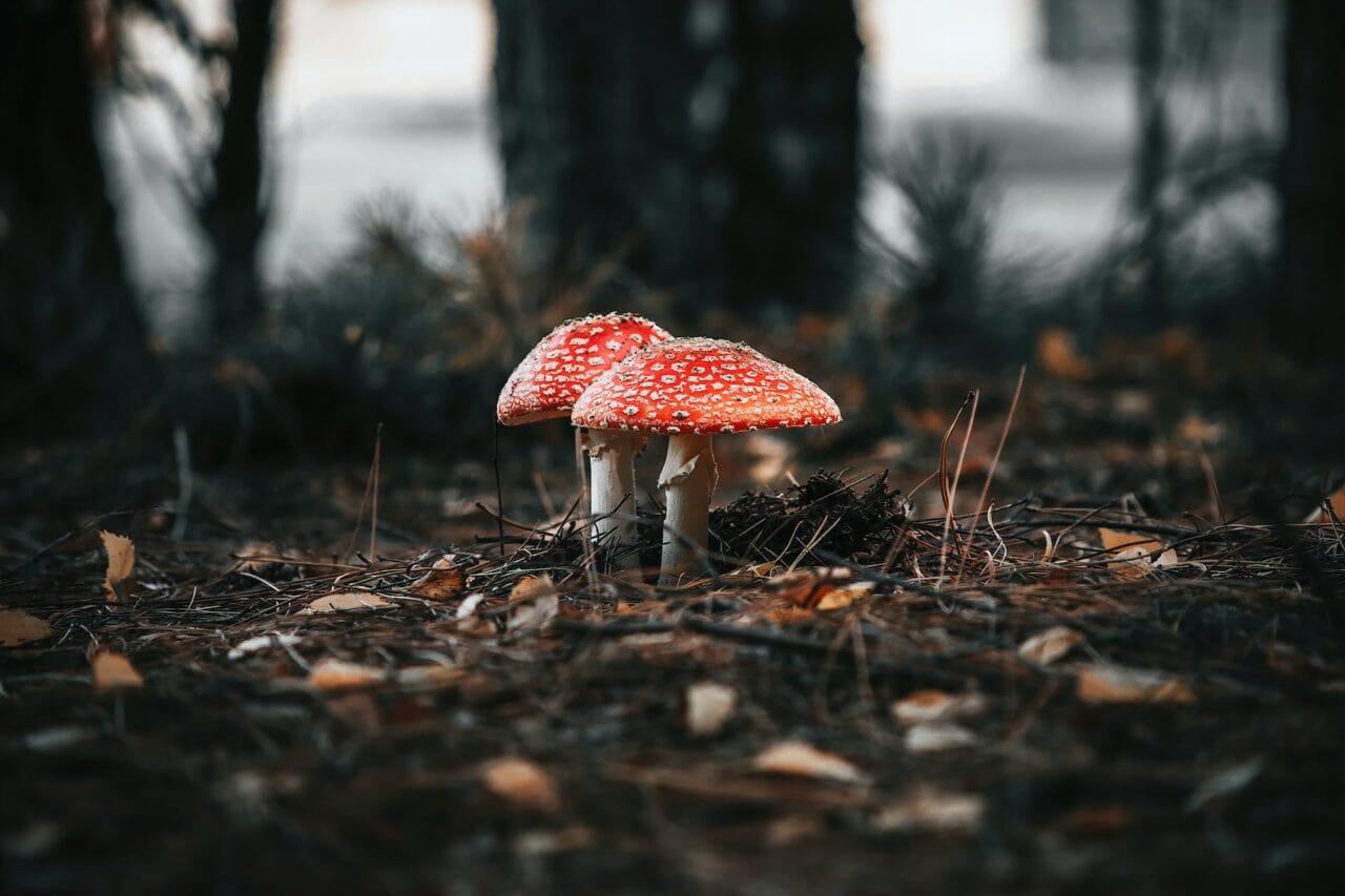 The Ongoing Revolution of Psilocybin: Its Production, Investigation, and Anticipated Future Course