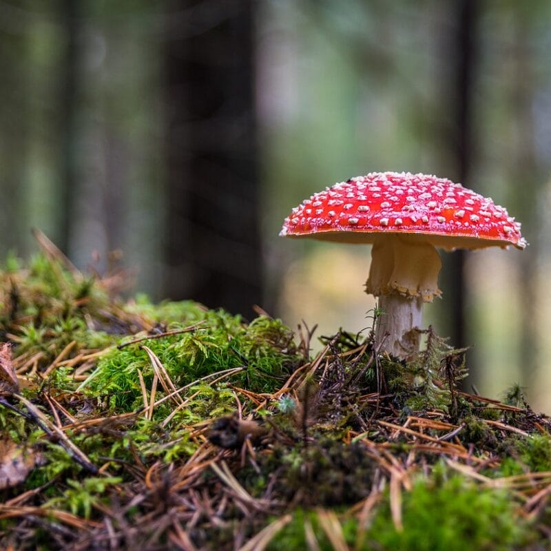 Shrooms Online in Canada | Strongest Magic Mushroom Strain Canada