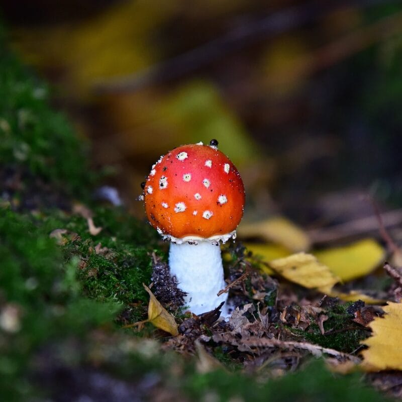 buy LSD online in Canada | Strongest Magic Mushroom Strain Canada